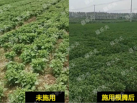 菊花怎么施肥？用什么肥料好？