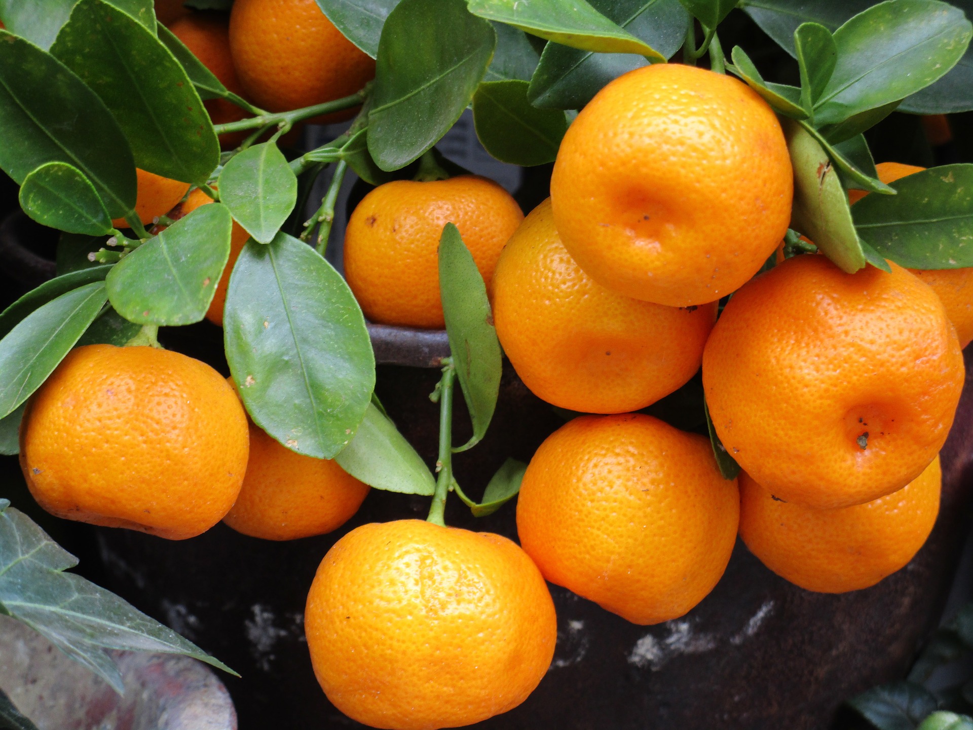 砂糖橘如何施肥长势好，砂糖橘高产的方法