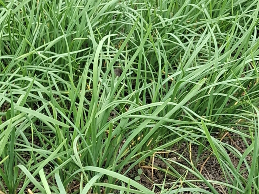 韭菜种植多久可以收割？韭菜怎样种植管理好？