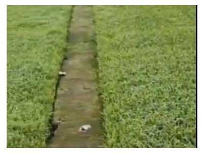 黑龙江水稻种植户于经理一稼乐夫水溶肥客户案例