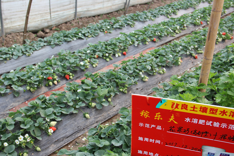 草莓种植户刘大哥使用稼乐夫