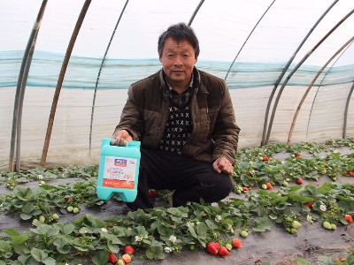 中牟草莓种植户刘大哥-稼乐夫水溶肥案例
