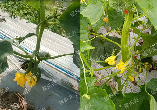 黄瓜苗怎么施肥开花好长势快?