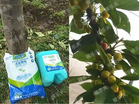 樱桃树施用什么生根肥挂果多?