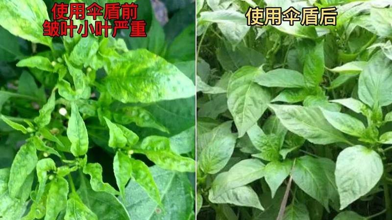 客户烟叶上使用伞盾后效果