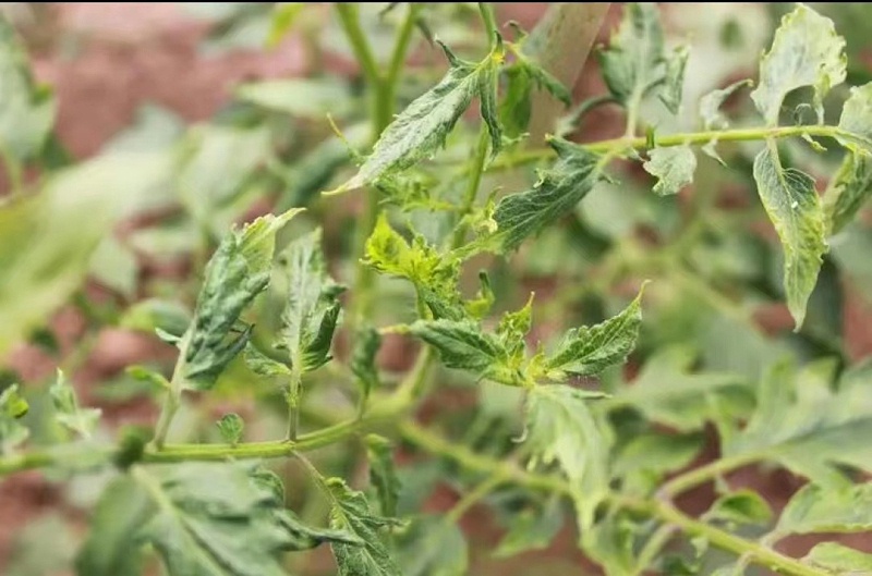患植物病的作物