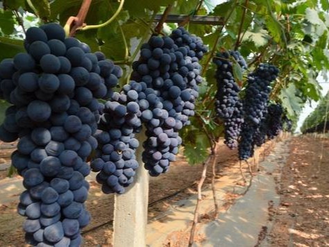 种植葡萄用什么水溶肥对着色有利？