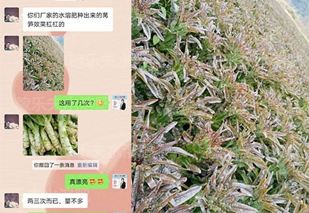 莴笋水溶肥哪家好,稼乐夫水溶肥厂家