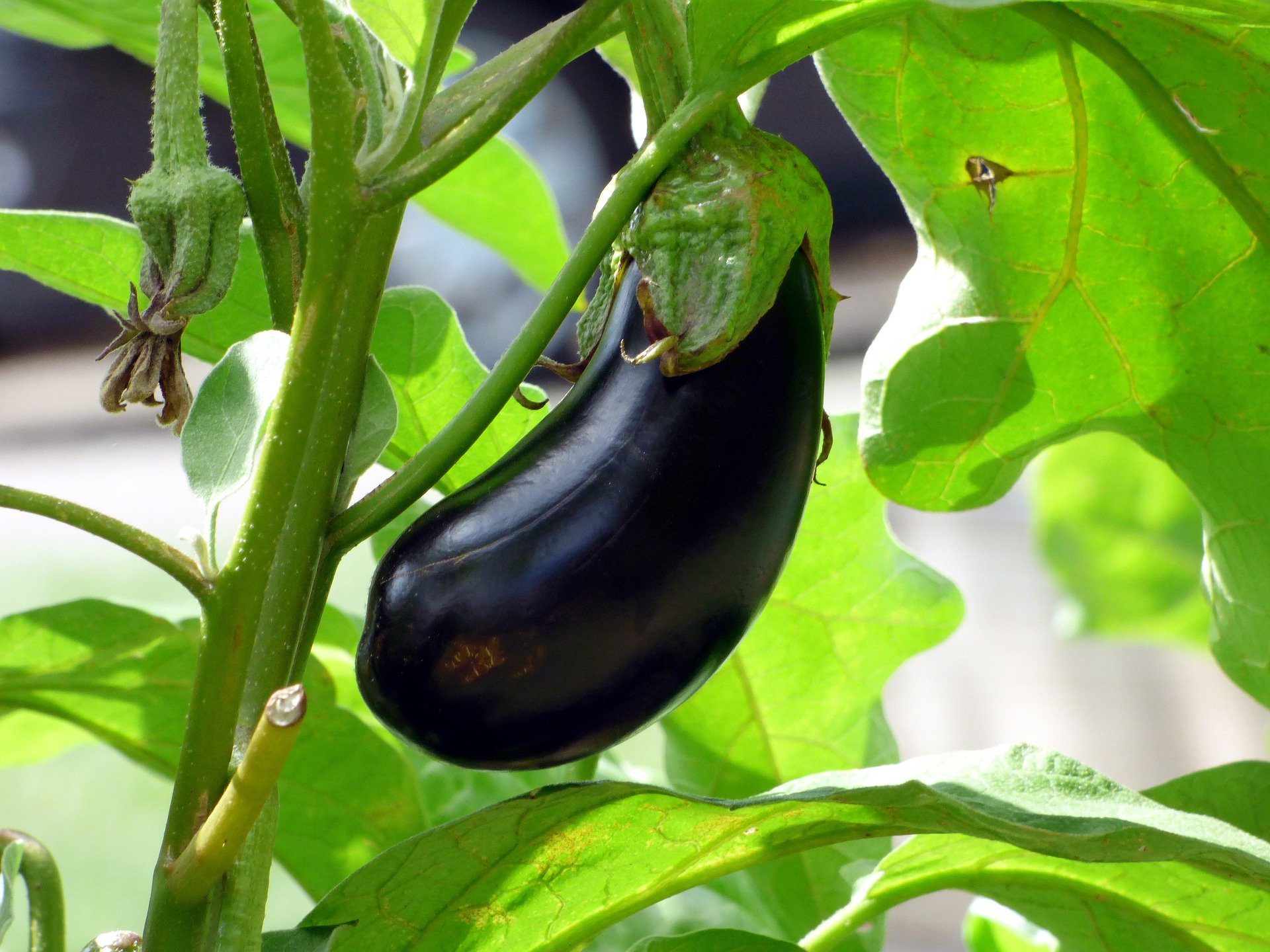 春季茄子黑心如何防治，茄子黑心的施肥方法