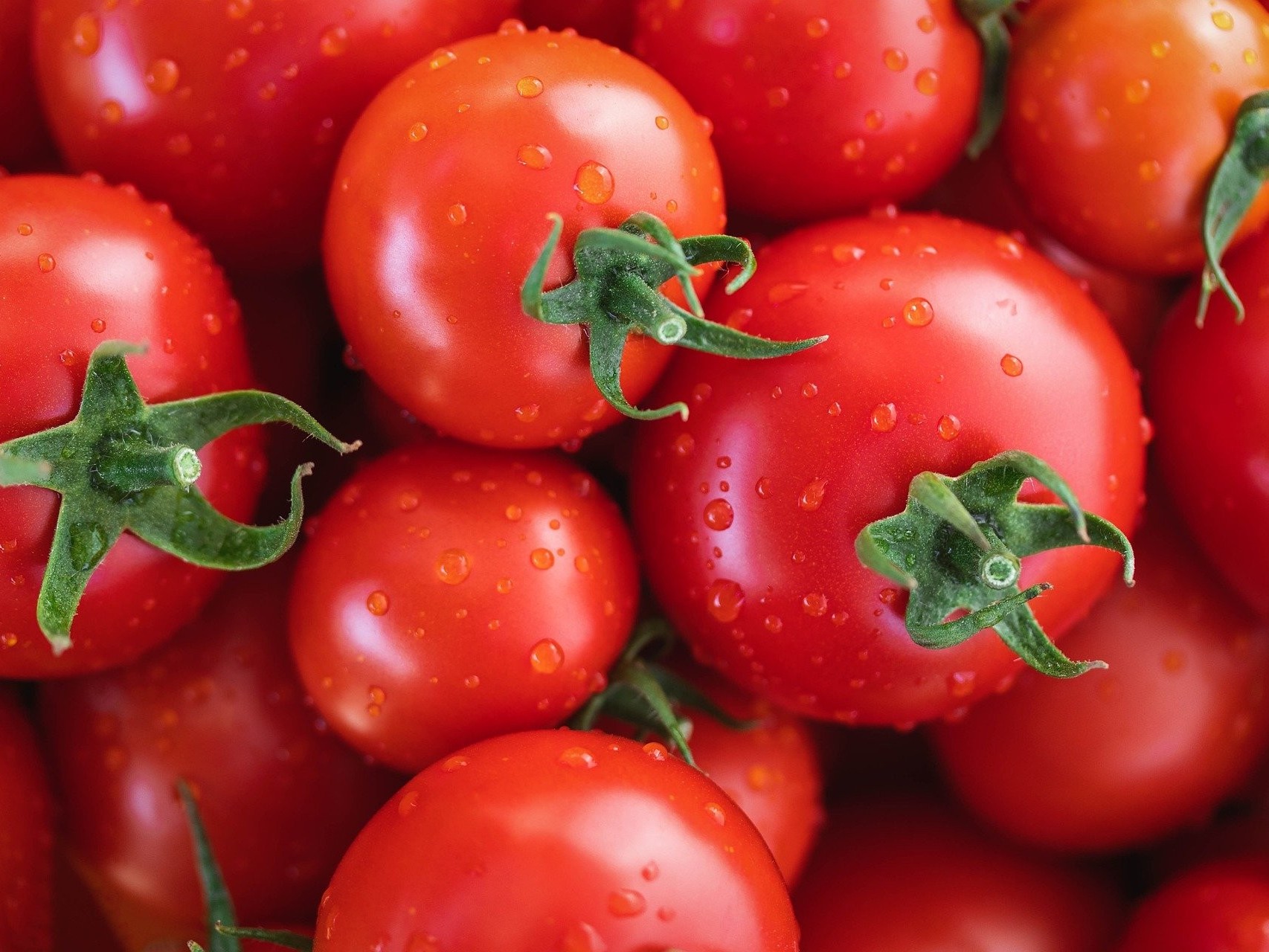 番茄的需肥规律，番茄如何施肥产量高
