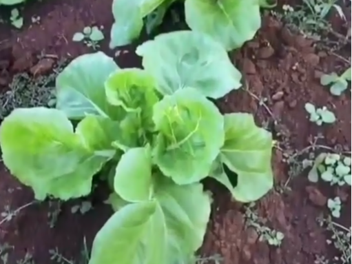 为何说微生物菌剂再​贵也要用？