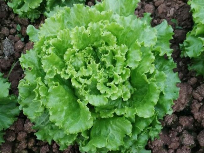 生菜有什么特​性？施肥注意哪些？