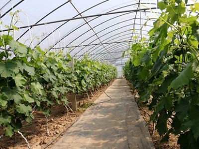 1月大棚葡萄管理三要素