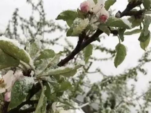苹果树倒春寒如何防治？