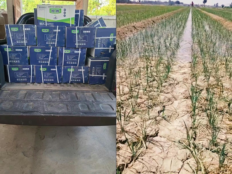 刘大哥韭菜上使用稼乐夫根腾效果
