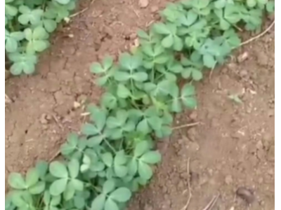 蔬菜施什么肥好？蔬菜怎么施肥？