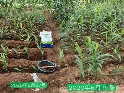 大姜用什么牌子的微生物菌肥好?广西桂林陈经理认准稼乐夫!