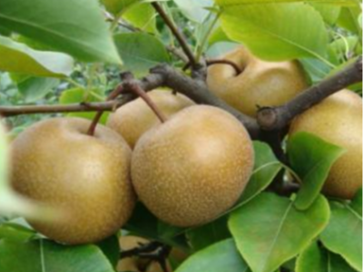 梨树缺素有哪些症状?