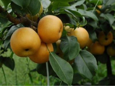 梨树施什么肥长势好？梨树高产管理技术是什么？
