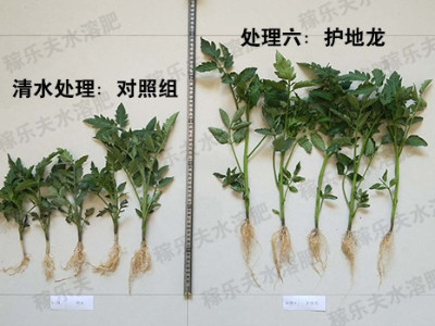 番茄苗期怎么用肥长势好?甘肃白银孙经理认准这个肥!