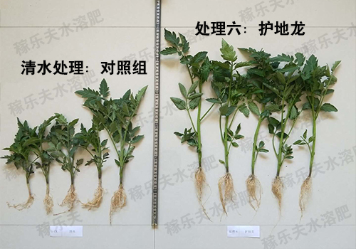 番茄对比实验