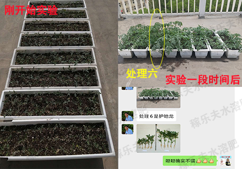 甘肃白银番茄实验效果对比