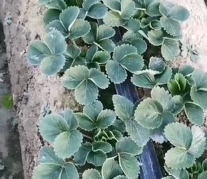 草莓苗用什么肥料好？