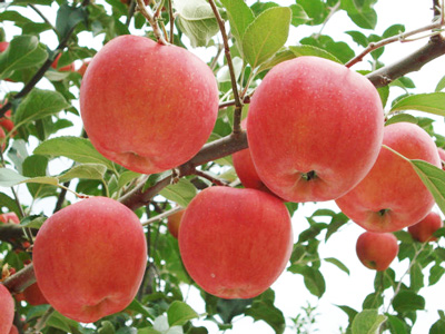 苹果使用稼乐夫水溶肥品质高