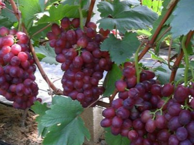 葡萄上怎么施肥转色增甜好?