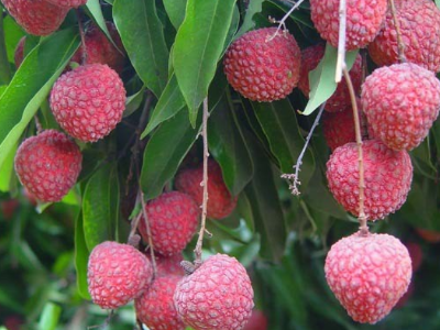 5月荔枝种植管理要点：把握关键期，护航丰收路