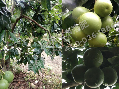 蜜柚用什么肥料长得好?