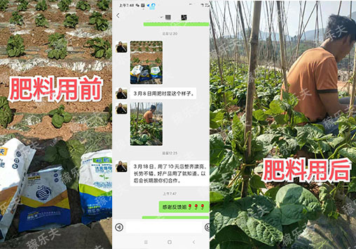 豆角苗施什么肥长势齐生长旺?