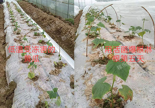 黄瓜苗施用稼乐夫微生物菌剂对比,稼乐夫微生物菌剂