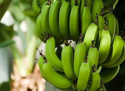 香蕉施什么肥好施肥技术要点是什么？