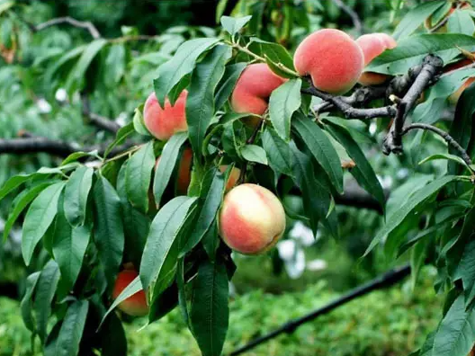 桃树的施肥方法，桃树的需肥规律