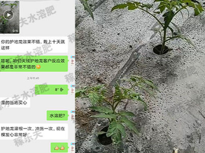 西红柿苗上使用什么肥料能预防根结线虫?