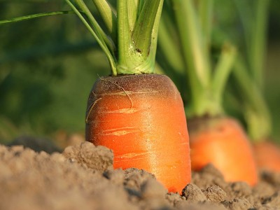 胡萝卜怎样施肥产量高？