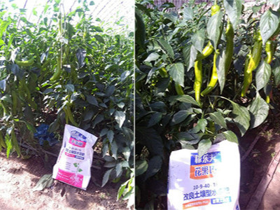 辽宁锦州市黑山县辣椒种植户张大哥——稼乐夫水溶肥客户案例