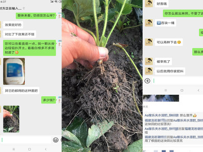 草莓生根菌肥哪家好?