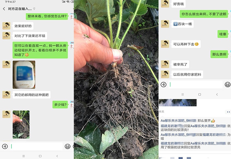 福建龙岩草莓种植户使用稼乐夫水溶肥