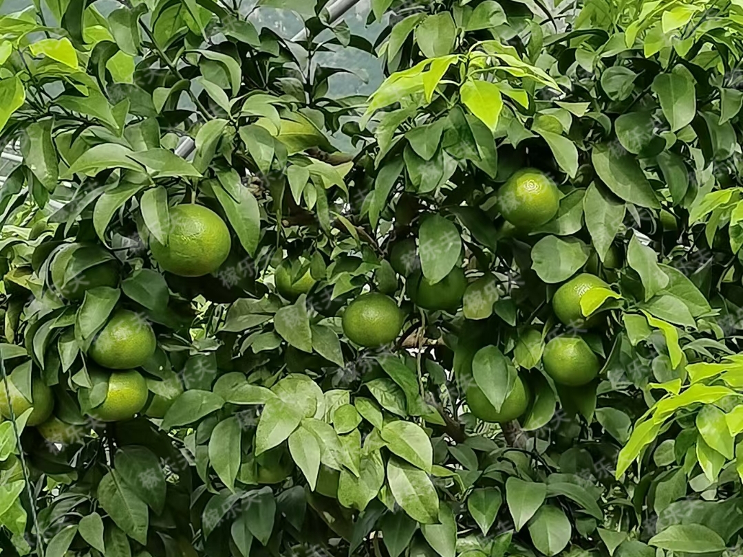柑橘如何吸收​叶面肥？