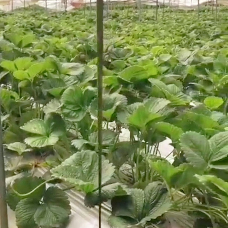 李大哥草莓上使用稼乐夫水溶肥