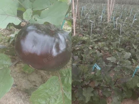 水溶肥使用后的好处：能防止茄子开裂