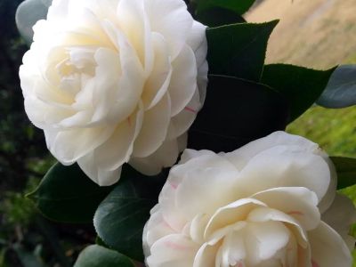 茶花用什么肥料好，茶花怎么施肥？