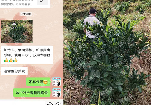 柑橘上使用稼乐夫微生物菌剂效果