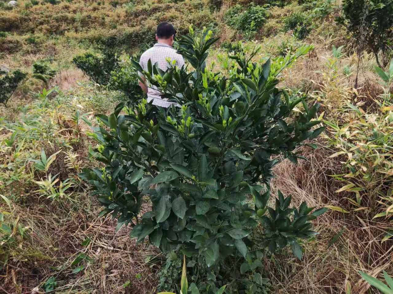 柑橘叶片发黄根系差怎么用肥?