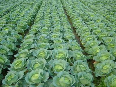 甘肃定西蔬菜种植户赵经理——稼乐夫水溶肥客户案例