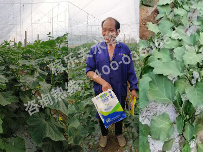 黄瓜上用什么促生根快长的菌剂效果好?
