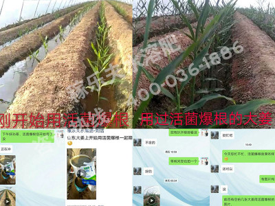 大姜幼苗使用什么肥料长势好?