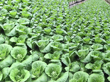 蔬菜预防病害用什么肥料好？
